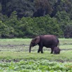 054 LOANGO Inyoungou Prairie avec Troupeau Elephants Loxodonta africana cyclotis 12E5K2IMG_79047wtmk.jpg